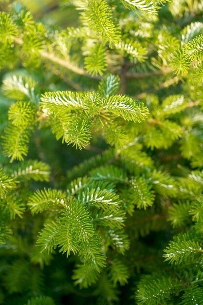 Świerk pospolity Picea abies lub świerk europejski nowe igły Naturalna iglasta tekstura tła Selektywne rozmycie ostrości