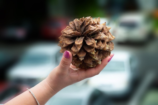 Świerk szyszka w ręku pinecone drzewo las zima natura