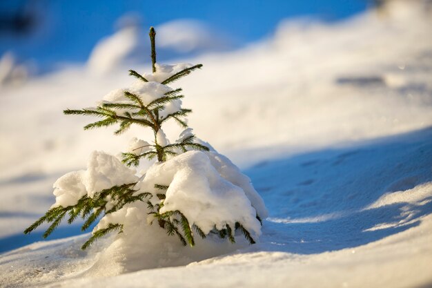 Świerk Z Zielonymi Igłami Pokrytymi Głębokim śniegiem