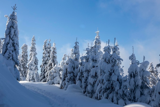 Świerki pokryte białym puszystym śniegiem w górskim terenie backcountry