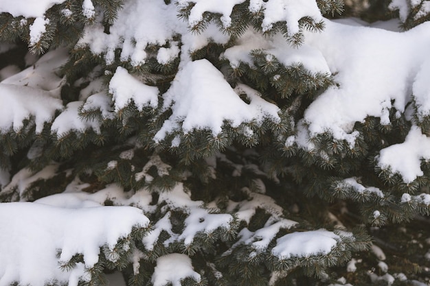 Świerkowe gałęzie pokryte ciężkim śniegiem Zimowe tło