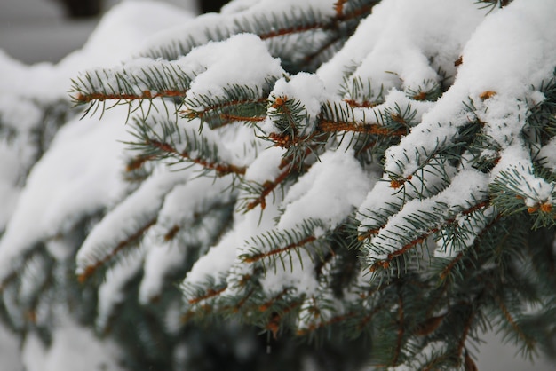Świerkowe gałęzie pokryte śniegiem
