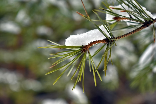 Świerkowe gałęzie z szyszkami na śniegu