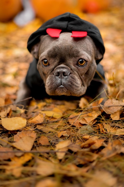 Święta Halloween i Dziękczynienia. Pies z dyniami w lesie. Ładny buldog francuski. Koszt psa