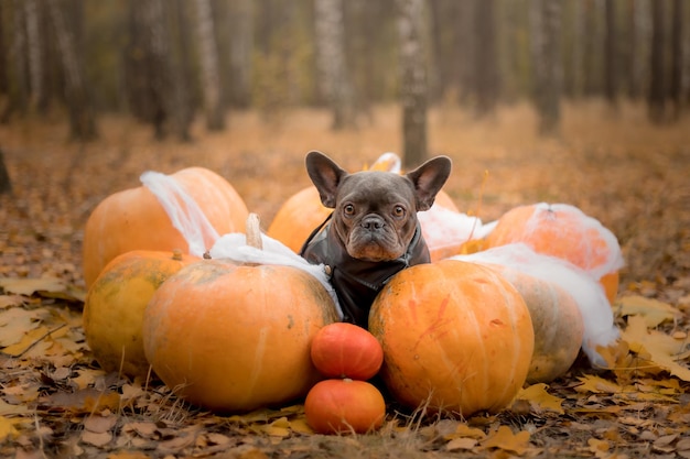 Święta Halloween i Dziękczynienia. Pies z dyniami w lesie. Ładny buldog francuski. Koszt psa