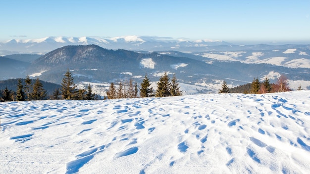 Świetne białe świerki świecące w słońcu Wspaniała i przepiękna zimowa scena Miejsce lokalizacji Karpacki park narodowy Ukraina Europa Alpy Ośrodek narciarski Świat piękna