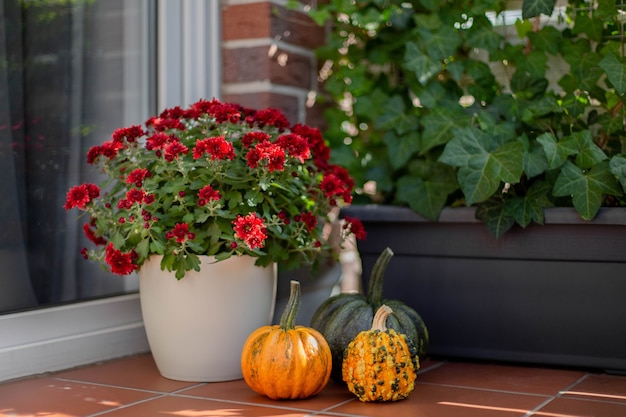 Święto Dziękczynienia Zdobione Dyniami Różnej Wielkości I Kształtu Oraz Chryzantemami. Dekoracja Na Halloween, Jesień Sezonowa Martwa Natura. Selektywne Skupienie.