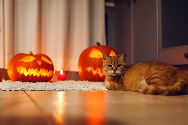 Święto Halloween. Czerwony Kot Siedzi Przy Rzeźbionych Dyniach W Kuchni. Latarnia Z Dyni. Dekorowanie Domu.