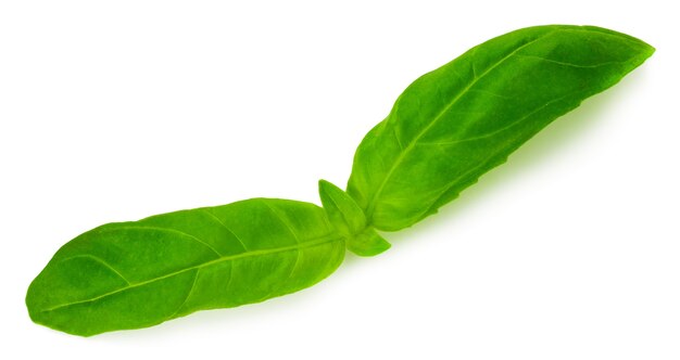 Świeża bazylia zioło zielone liście na białym tle