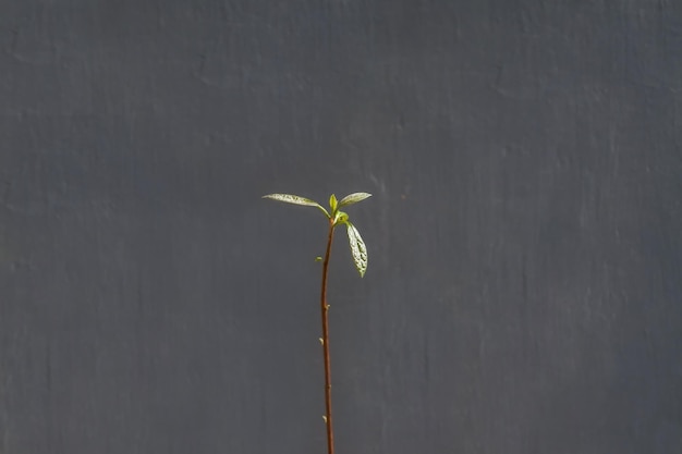 Świeża cienka młoda roślina na szarym tle