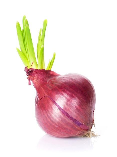 Świeża czerwona cebula ogrodowa