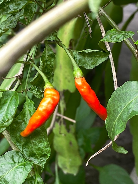 Świeża czerwona papryka chili