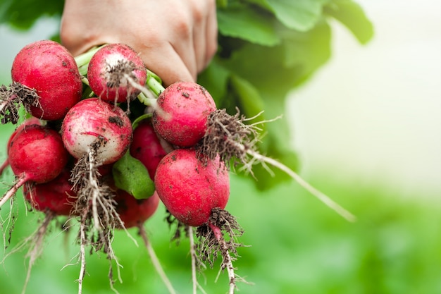 Świeża Organiczna Rzodkiew W Rękach Dziecka. Zdrowe Jedzenie.