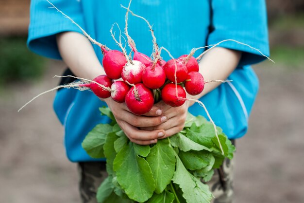 Świeża organiczna rzodkiew w rękach dziecka. Zdrowe jedzenie.