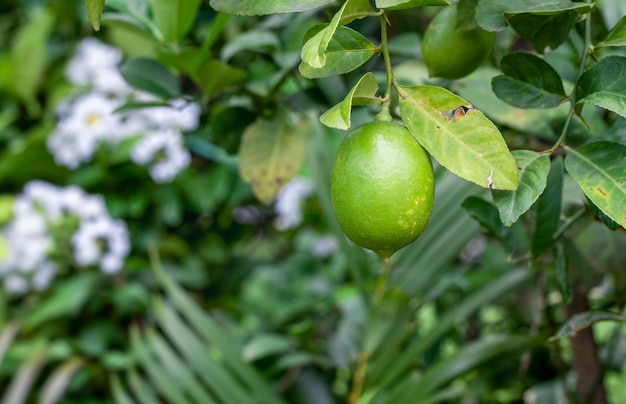 Świeża organiczna zielona cytryna wisząca na drzewie w ogrodzie