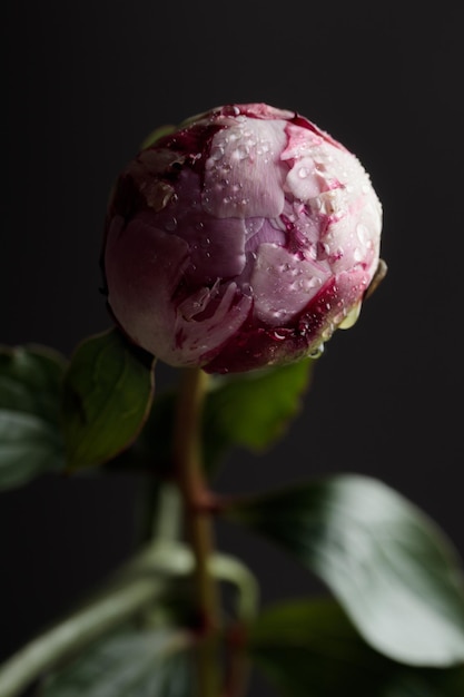 Świeża pastelowa różowa piwonia w pełnym rozkwicie z ciemnym tłem