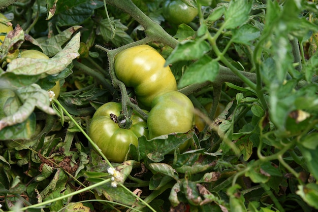 Świeża pomidorowa roślina w ekologicznym gospodarstwie rolnym