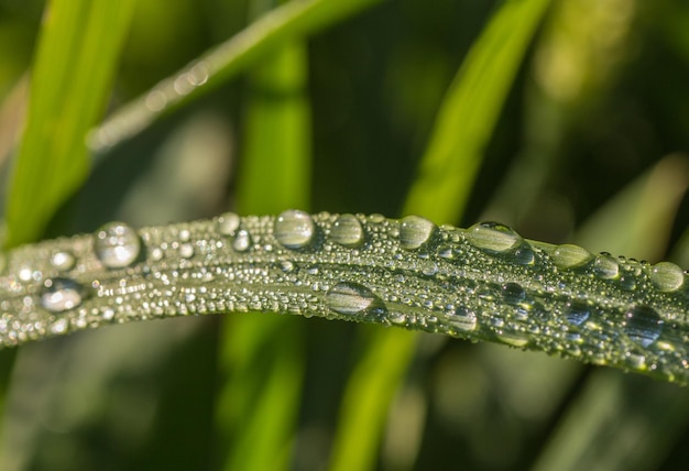 Świeża poranna rosa na naturalnym tle wiosennej trawy