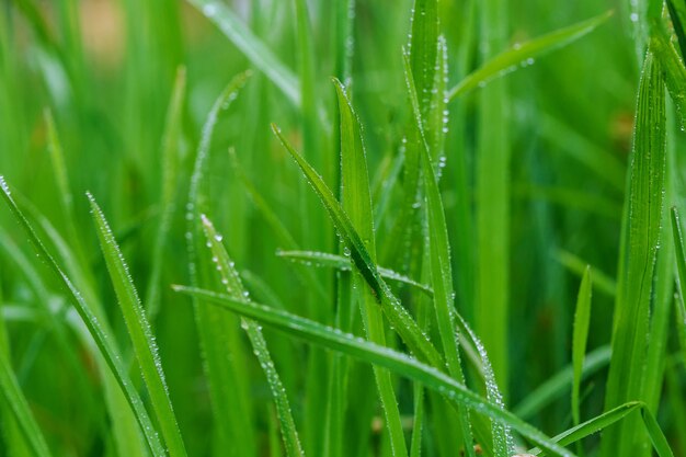 Świeża poranna rosa na wiosny trawie, naturalny tło - zakończenie up