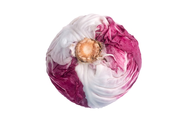 Świeża Radicchio