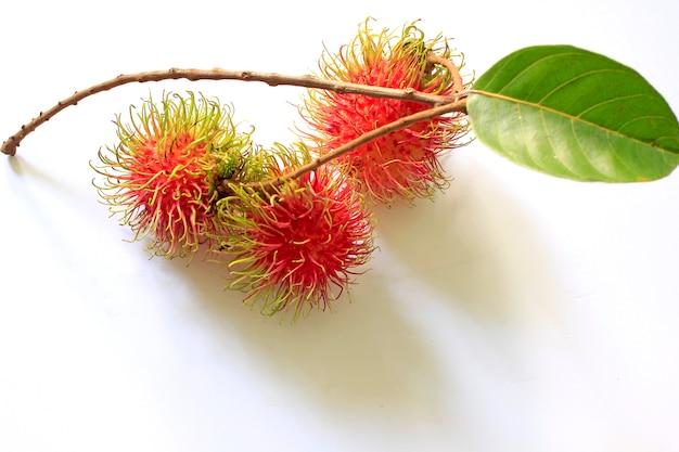 Świeża Rambutan