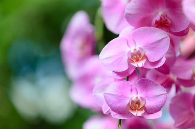 Świeża różowa orchidea kwitnie na naturze