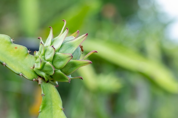 Świeża surowa owoc w gospodarstwie rolnym lub Pitahaya owocowym dorośnięciu wewnątrz lub ganic gospodarstwo rolne