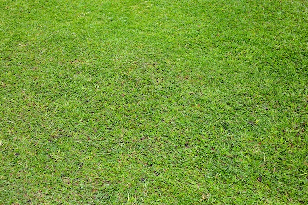 Świeża trawa trawnika Piękny zielony ogród