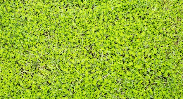 Świeża trawa trawnika Piękny zielony ogród