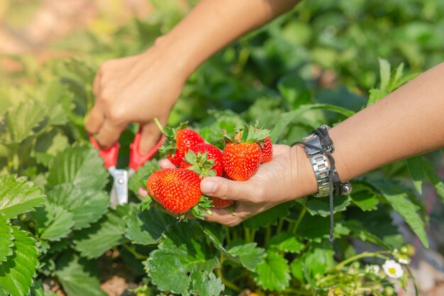 Świeża truskawka w ogródzie. Truskawki w naturalnym tle