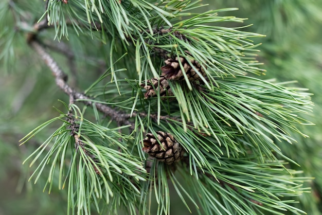 Świeża wiecznie zielona gałązka sosny z długimi igłami i szyszkami na zamazanej naturalnej powierzchni