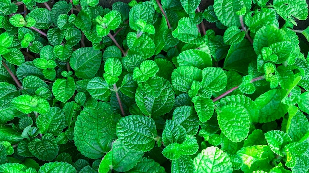 Świeża zieleń liści mięty pieprzowej i mięty zielonej.Koncepcja liści mięty ziół stosowanie aromaterapii. mięta roślina rośnie w tle. selektywne „skupienie”