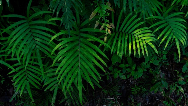 Świeża zieleń opuszcza teksturę tła przyrody i tła przyrody designfoliage