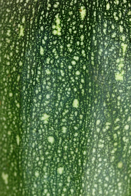 Świeża zielona cukinia skórki tekstury makro strzał