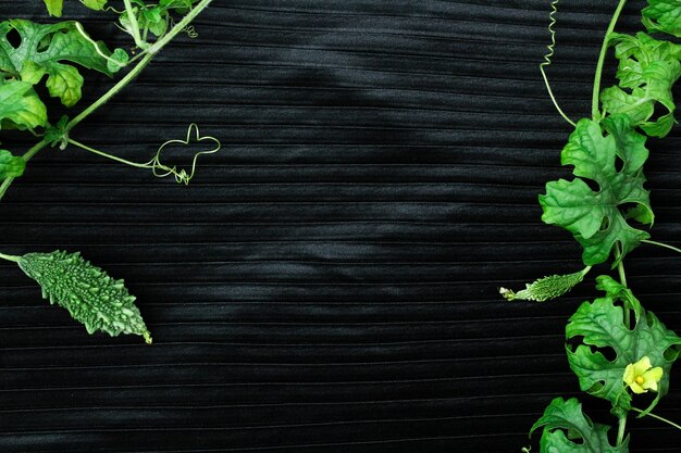 Świeża zielona gorzka tykwa z zielonymi liśćmi