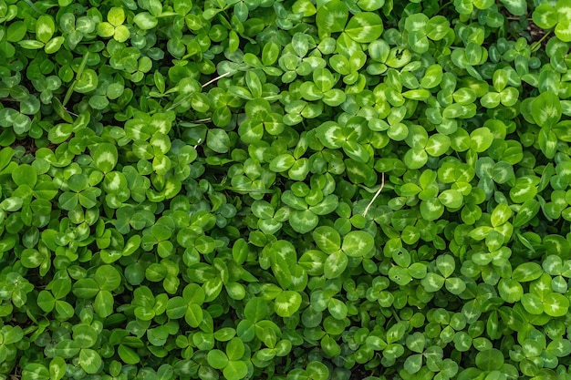 Świeża zielona koniczyna tło St Patrick39s Day symbol szczęścia koncepcyjnego płaskiego świeckich