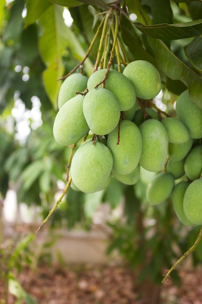 Świeża Zielona Mango Gałąź Na Drzewie.