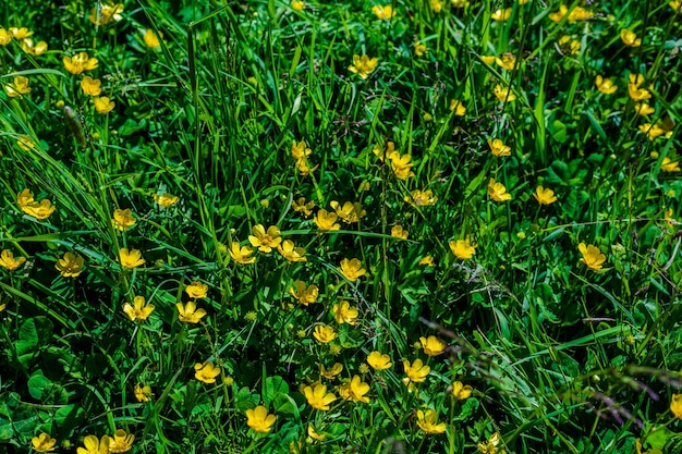 Świeża zielona trawa i żółte kwiaty łąki