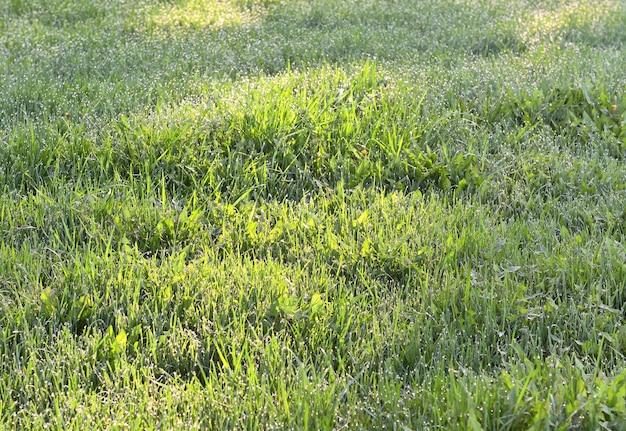 świeża zielona trawa na łące wiosną krople rosy na czubkach trawy natura syberii