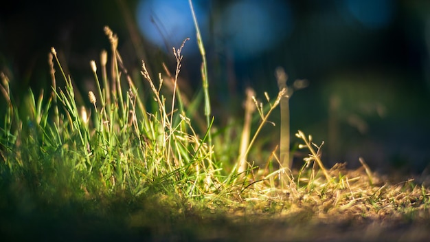 Świeża zielona trawa w słoneczny letni dzień w parku Piękny naturalny krajobraz wsi z rozmytym tłem