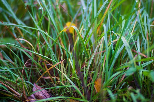 Świeża zielona trawa w słoneczny letni dzień w parku Piękny naturalny krajobraz wsi z rozmytym tłem