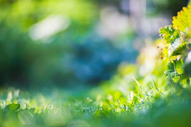 Świeża zielona trawa w słoneczny letni dzień w wiosce Piękny naturalny krajobraz wsi z rozmytym tłem