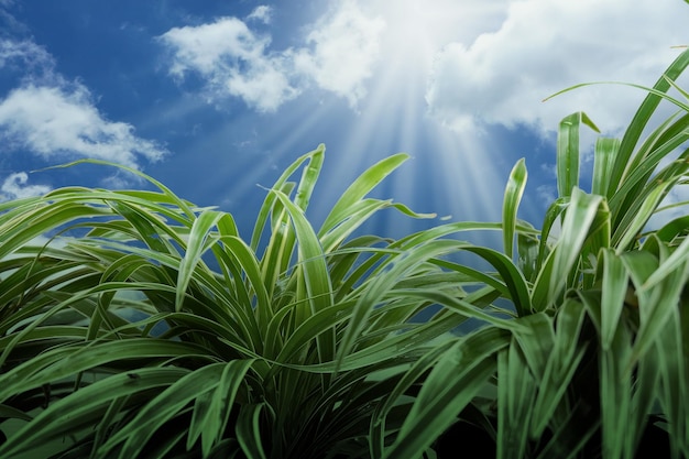 Świeża zielona trawa z efektem promieni słonecznych Soft Focus