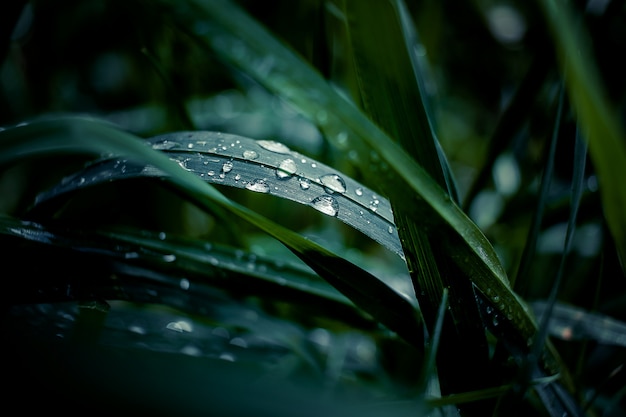 Świeża zielona trawa z rosa kroplami zamyka up. Woda spada na świeżej trawie po deszczu. Lekka poranna rosa na trawie