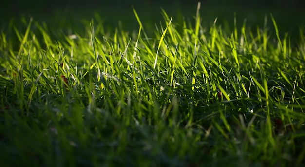 Świeża zielona trawa
