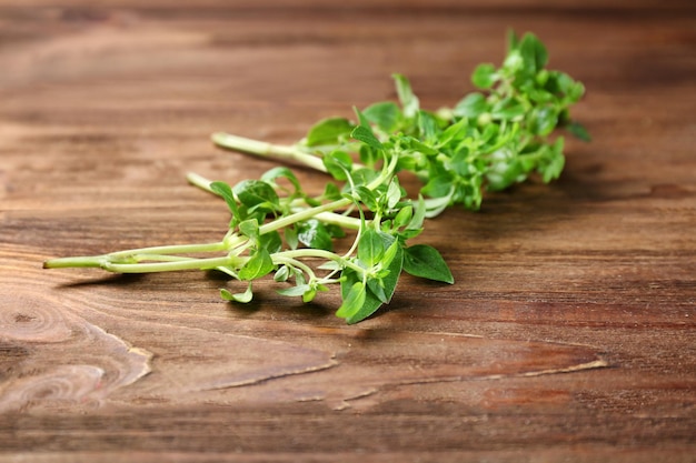 Świeże aromatyczne oregano na drewnianym tle