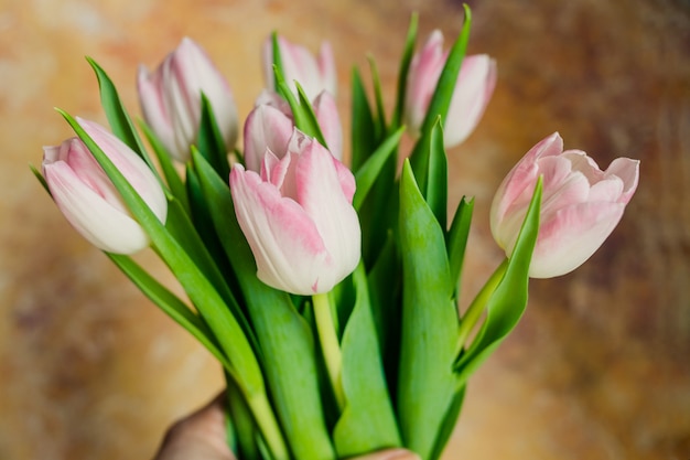 Świeże białe różowe tulipany. Wiosenne kwiaty.