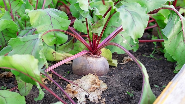 Świeże buraki organiczne na ziemi w grządce Letnia uprawa warzyw