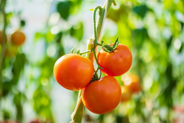 Świeże czerwone dojrzałe pomidory wiszące na winorośli rosnące w ogrodzie ekologicznym