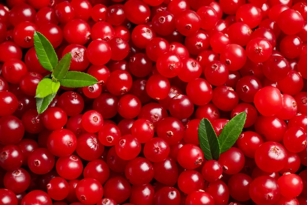 Świeże dojrzałe cranberries z liśćmi jako tło zbliżenie